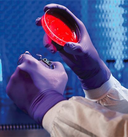 Purple Nitrile Gloves